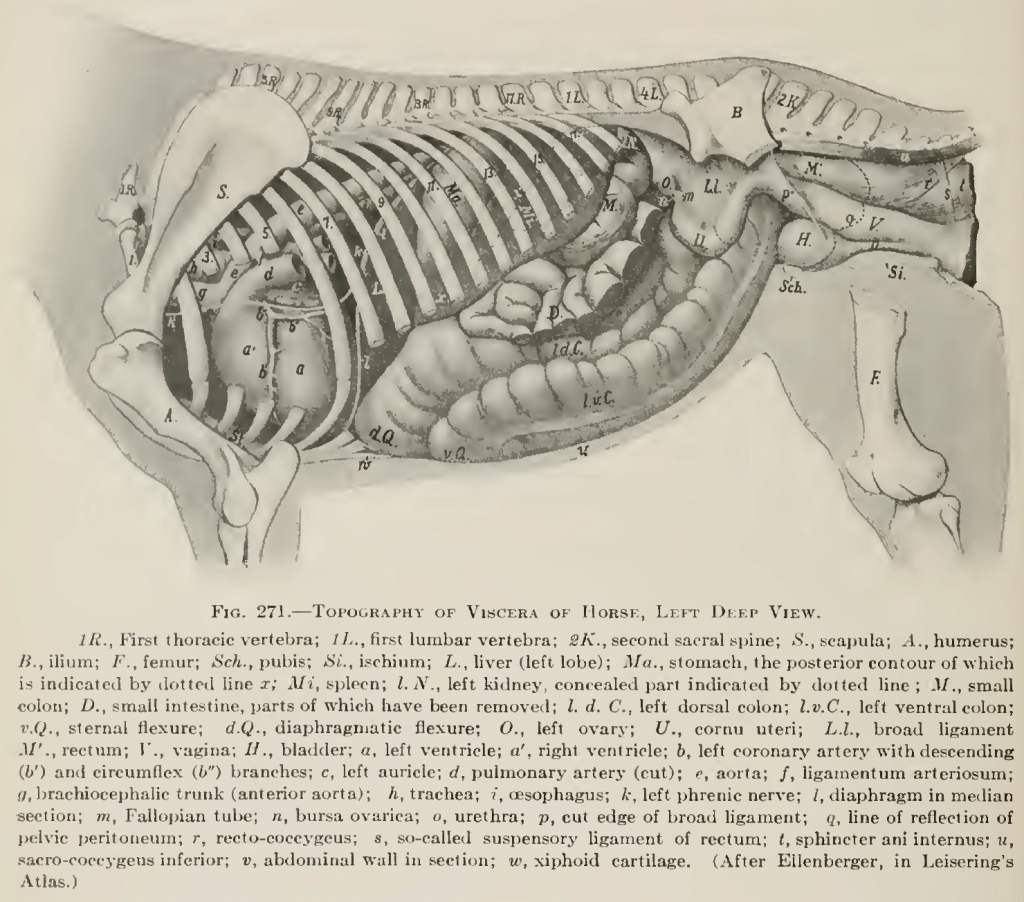 Colic Series Part 1: The Basics - Mobile Veterinary Services