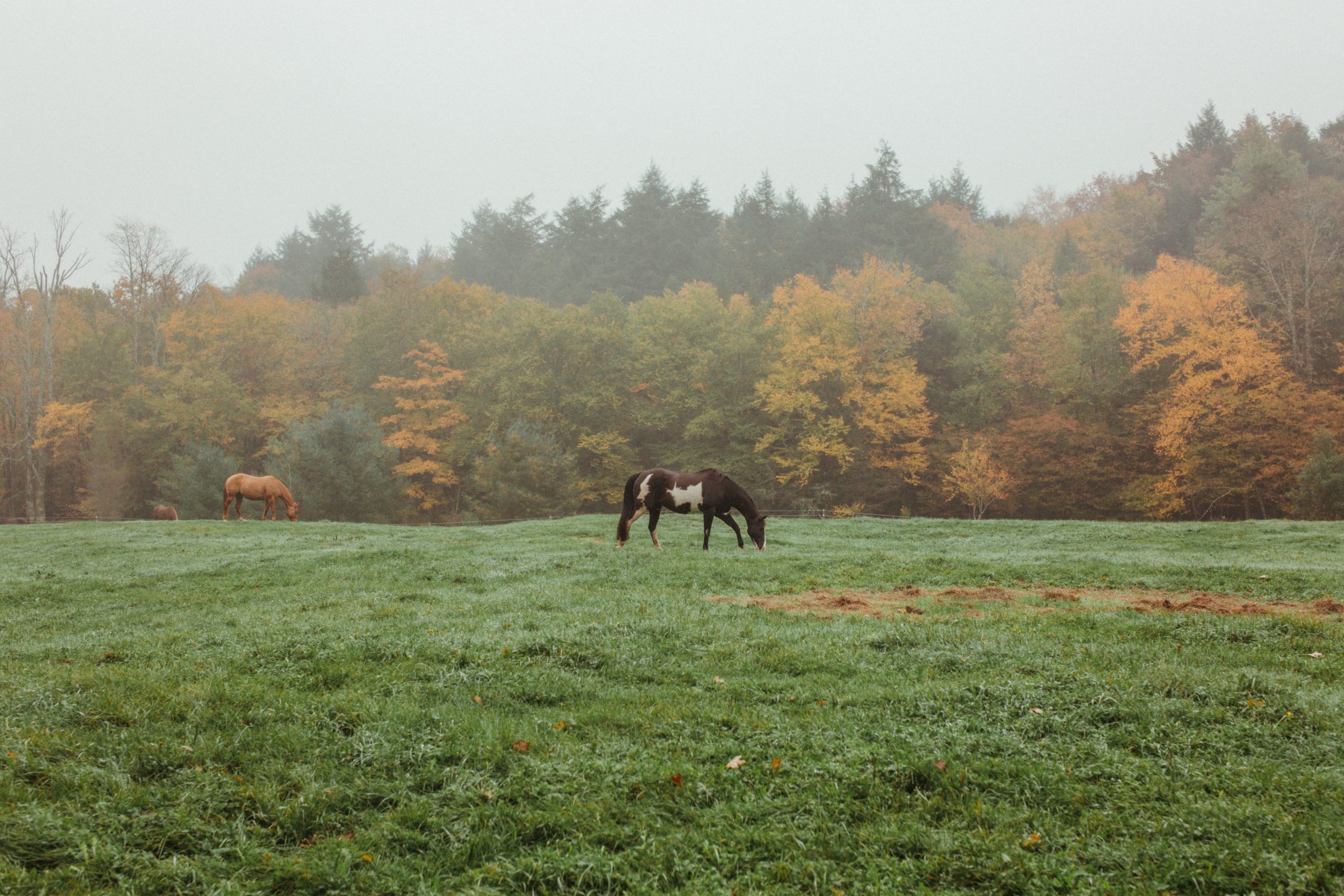 Equine Cushings Disease